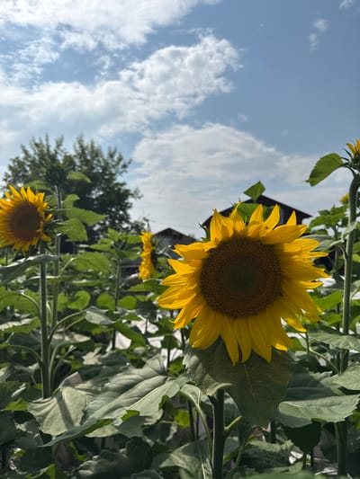 In Ermolaevskii Zaton, Russia, a low-angle shot captures a field of sunflowers against a partly cloudy sky. The foreground is dominated by a large, vibrant sunflower in full bloom, its yellow petals unfurling towards the sun. Behind it, other sunflowers, some in full bloom and others partially visible, stand tall amidst lush green foliage. In the background, trees and a dark-roofed building are discernible. The scene evokes a sense of nature and rural life.