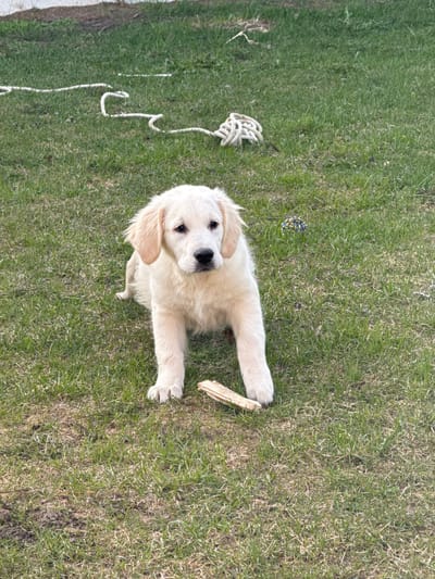 A golden retriever puppy sits in a patch of green grass. The puppy is light-colored with floppy ears and is looking directly at the camera. A piece of wood is near the puppy's right paw. A rope toy is on the grass to the left of the puppy, and a rope and ball toy is above the puppy. The background is blurred. The location is not discernible as Ptichnoye, Russia.