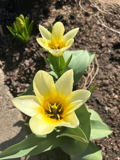 The image shows two open, pale yellow tulip-like flowers with dark centers and green leaves. A small, unopened flower bud is visible in the lower left corner. The flowers and bud are situated in soil and next to a concrete surface. The environment suggests an outdoor setting, possibly a garden. There is no indication of the city of Bashur, Russia, or any people.