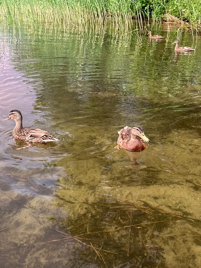 The image depicts a natural scene with several ducks swimming in a body of water. Tall green reeds and foliage line the far bank of the water, suggesting a rural or natural environment. The water appears shallow in places, with the sandy or muddy bottom visible beneath the surface, dotted with submerged sticks and debris.
In the foreground, two ducks are prominently featured. The duck on the left is facing left, its head turned slightly towards the viewer. It has brown and white mottled plumage and is swimming in calm water. The duck on the right is facing right and slightly forward, with a reddish-brown chest and a yellow beak. It appears to be actively swimming.
Further in the background, two more ducks are visible, swimming further away from the camera. The water reflects the green of the reeds and the sky, creating a dappled and textured surface. The overall impression is one of a tranquil, natural habitat occupied by waterfowl. The location in Слабодкаўскі сельскі Савет, Belarus, would place this scene within a rural Belarusian landscape, characterized by lakes, rivers, and abundant vegetation.