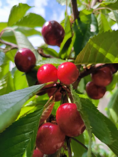 This media file captures a close-up view of ripe red cherries hanging from a tree branch. The cherries are a vibrant red, with some appearing slightly darker, indicating varying degrees of ripeness. They are clustered together, with some individual fruits and small groups visible. Green leaves surround the cherries, some in sharp focus and others blurred, creating a sense of depth and highlighting the fruit. The leaves are a rich green, suggesting a healthy tree in a leafy environment.
The background shows a soft, out-of-focus glimpse of the sky, which appears to be a bright blue with hints of white clouds. This suggests a sunny day. The lighting indicates daylight, likely mid-morning or afternoon, given the brightness and the shadows cast on the leaves and fruit.
The scene is set outdoors, likely in an orchard or a garden where cherry trees are grown. The presence of cherry blossoms is not visible, suggesting the fruit is either ripe or nearing ripeness. The overall impression is one of natural beauty and abundance, evoking feelings of freshness and the harvest season.
No people, visible text, or specific events are depicted. The focus is solely on the cherries and their natural surroundings. The image conveys a sense of simple, natural beauty, highlighting the appealing texture and color of the ripe cherries. The location context is Kotayq, Armenia, which aligns with regions where cherries are cultivated.