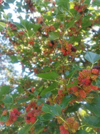 A close-up shot captures a cluster of ripening mulberries on a tree branch, set against a blurred background of green leaves and dappled sunlight. The mulberries vary in color from pale green and yellow to vibrant red and dark purple, indicating different stages of maturity. Some of the berries are elongated and textured, while others appear more rounded. The leaves are a lush green, with visible veins, and some are slightly out of focus. The overall impression is of a natural, outdoor scene, possibly in a garden or park setting. The image does not contain any people or specific landmarks that would pinpoint its location in Semypolky, Ukraine.