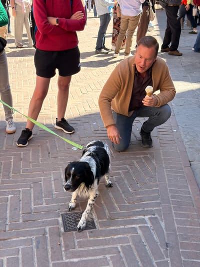 The image captures a vibrant street scene in San Gimignano, Italy, under bright daytime sun. The ground is paved with light brown bricks laid in a distinctive herringbone pattern.

In the foreground, a man in a tan cardigan and dark jeans is kneeling down, holding an ice cream cone. He has short brown hair and is looking intently towards a black and white dog, seemingly offering or presenting the treat. A silver ring is visible on his left hand.

Directly in front of the man is a black and white dog, resembling a Border Collie or Springer Spaniel, wearing a dark harness and attached to a bright lime green leash. The dog is lying down with its head up, looking eagerly at the ice cream, its fur appearing fluffy around its face and chest. Its paws are splayed out, with one resting near a small rectangular metal grate embedded in the pavement.

To the left, partially visible, is another person standing, wearing a red long-sleeved top and black shorts, holding the green leash. They are wearing black athletic shoes with white soles.

Several other people are visible in the background, walking or standing, mostly only their lower bodies or indistinct figures. Their presence suggests a busy public area, likely a pedestrian street or piazza. Strong shadows are cast on the ground, indicating clear, sunny weather. There is no visible text in the image. The overall mood is casual and affectionate, centered around the interaction between the man, the ice cream, and the eager dog.