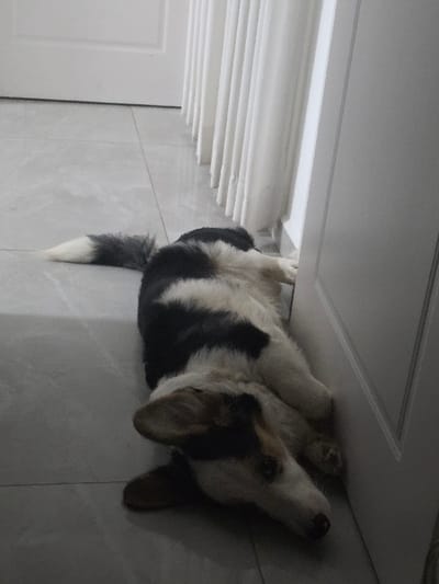 A dog lies upside down near a wall and doorframe. The dog has black and white fur, and its tail has a white tip. Its paws are tucked in close to its body. The wall is a light gray color with large, square tiles. The doorframe is white with decorative molding. The dog seems relaxed in this unusual position.