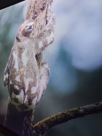 The image displays a sloth clinging to a tree trunk. The sloth has light brown fur with irregular patches of white. Its face is visible, showing closed eyes and a mouth. The tree trunk is rough and textured. The background is blurred, with shades of green and light blue, suggesting a natural environment. There is no indication of the city of Reftinsky, Russia, or any urban elements in the image.