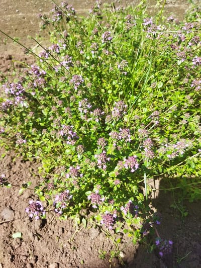 A close-up, high-angle shot captures a dense patch of flowering thyme in the soil of a garden bed. The plant is characterized by its vibrant green, small, oval leaves and clusters of tiny, light purple flowers. Thin, green stems interlace throughout the plant, some extending upwards and out of the frame. The soil is dark brown, appearing moist and somewhat uneven, with small pebbles and debris visible. The sunlight casts shadows, highlighting the texture of the soil and the plant. The scene is located in the Кіраўскі сельскі Савет, Belarus. There are no people or animals present.
