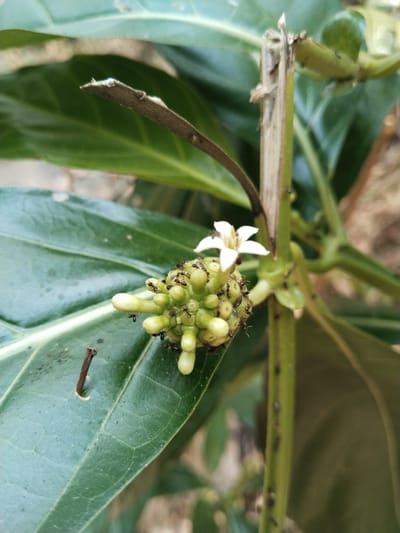 The image shows a close-up view of a cluster of immature green fruits, likely from a noni tree, covered in numerous small black ants. A single white flower with five petals is also visible, attached to the stem near the fruit cluster. The fruit and flower are situated on a thick green stem, with large green leaves forming the background. Several more ants are scattered along the stem. The overall environment appears to be outdoors, with natural light. The location is specified as Bendungan, Indonesia.