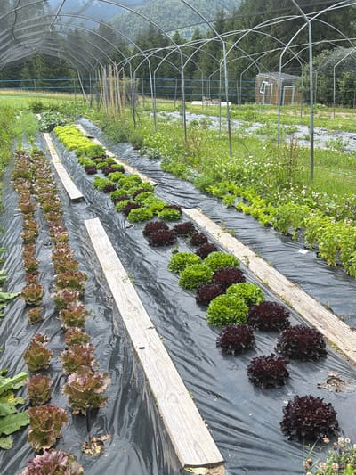 An agricultural greenhouse covers rows of lettuce crops planted on black plastic sheeting. The greenhouse structure consists of metal hoops and a mesh covering. In the foreground, two rows of red leaf lettuce are visible, followed by rows of green leaf lettuce and then more red leaf lettuce. In the background, a small wooden shed with a window is situated amongst trees and overgrown vegetation. The scene is set in a rural area with mountains visible in the distance, suggesting a location in Lateis/Latais, Italy. There are no people visible in the image, and the focus is on the cultivation of the lettuce.
