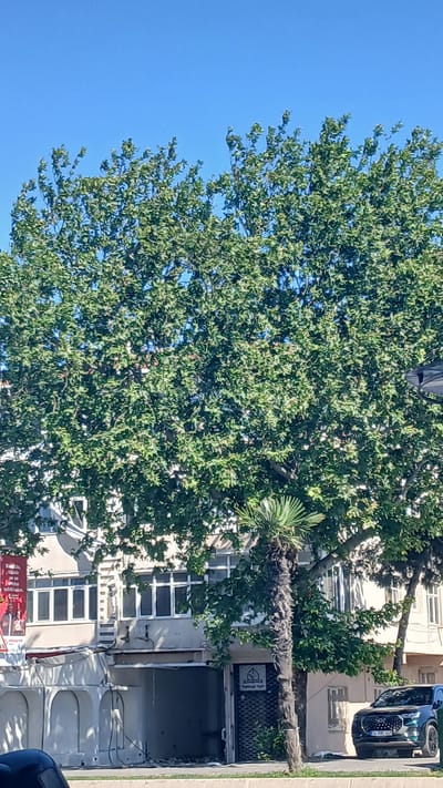 The image captures a daytime scene on a street in Bahçelievler, Turkey. A large, leafy tree dominates the left side of the frame, its branches extending across a clear blue sky. To the right, a building with multiple windows and balconies is visible. A dark-colored car, possibly a BMW, is parked in front of the building. The building appears to be an apartment complex or a commercial property with some construction or renovation work ongoing, indicated by the open doorway and exposed areas. A palm tree is also present, growing alongside the building. There is a red banner with some text and images hanging from the building on the lower left. The overall impression is of an urban environment on a sunny day, with a mix of nature and man-made structures.