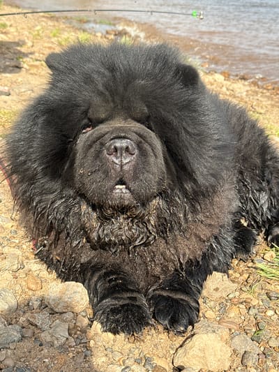 A black Chow Chow dog lies on its back on a rocky and sandy ground, possibly near a body of water. A fishing rod can be seen near the edge of the frame. The fur of the dog appears wet and muddy. The location is likely in or near Doksha, Russia.