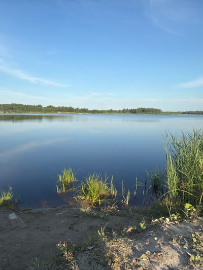 The image depicts a serene natural landscape with a wide, calm body of water reflecting the clear blue sky. A dense forest line borders the distant horizon of the lake. In the foreground, the shoreline is composed of sandy earth with scattered patches of green grass and some small, delicate pink wildflowers. Tall reeds and grasses grow along the water's edge, some submerged in the dark, still water. The overall impression is one of tranquility and natural beauty, characteristic of the rural outskirts of Elektroperdacha 2, Russia.