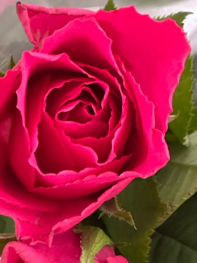 The media file is a close-up, macro photograph of a vibrant pink rose. The rose is the sole subject, filling almost the entire frame, with its petals unfurling in a complex spiral. The petals are a rich, saturated pink with delicate, ruffled edges that catch the light, creating subtle shadows and highlights that emphasize the flower's texture. Some of the inner petals are tightly curled, creating a deep, dark center, while the outer petals are more open and visible.

To the upper left and right of the rose, portions of green leaves are visible, providing a natural contrast to the intense pink of the petals. These leaves appear healthy and are slightly blurred, keeping the focus sharply on the rose. In the background, there is a soft, out-of-focus area that appears to be a neutral, possibly white or light gray, surface.

The lighting suggests it could be daylight, possibly indoors with artificial light or near a window, as there are no harsh shadows indicating direct sunlight. The overall mood conveyed is one of natural beauty and elegance. No people, text, or specific location cues are visible beyond the natural elements of the flower and foliage. The context of Moortown, Ireland, is not discernible from the image itself. The image captures a moment of detailed observation of the rose's intricate form and color.