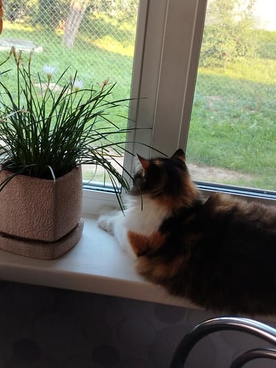 A calico cat is lying on a windowsill, looking out the window at a green lawn and trees. The cat's fur is a mix of black, orange, and white. The cat is facing away from the camera, so its face is not visible. In front of the cat is a potted plant with green leaves and a few white flowers. The plant is in a square-shaped pot with a textured surface. The windowsill is white and appears to be made of plastic. Behind the cat and plant is a window with a screen. The sun is shining, casting a warm glow on the scene, suggesting it is daytime. The background outside the window shows a grassy area with trees and foliage. The setting appears to be a residential area, possibly a home in Rudzensk, Belarus, given the location context. There is no visible text in the image. The overall mood is calm and peaceful, with the cat seemingly content and relaxed while observing the outdoors.