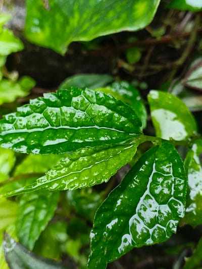 A close-up showcases vibrant green leaves, covered in droplets, likely from rain or dew. The leaf texture is notably bumpy and veined, with a glossy sheen from the moisture. A variety of leaf shapes and sizes are present, suggesting a diverse plant community. The background is blurred, emphasizing the foreground foliage. Overall, the image captures a fresh and vibrant moment in a lush, green environment.