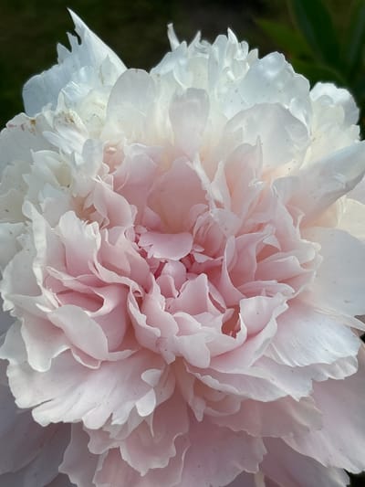 This media file is a close-up, high-angle shot of a pale pink and white peony flower. The petals are layered and ruffled, creating a soft, textured appearance. The flower dominates the frame, with some dark green foliage visible in the upper left corner, suggesting an outdoor setting. The lighting appears to be natural daylight, possibly late morning or afternoon, as there are no harsh shadows. The focus is sharp on the flower's delicate details, highlighting subtle variations in color and texture, with some small brown speckles visible on the white petals. There are no people, objects, or text visible in the image. The scene evokes a sense of natural beauty and tranquility, typical of a garden setting in Yermolino, Russia, during the blooming season of peonies.