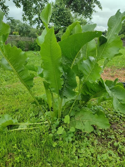 The image shows a large horseradish plant with broad, green leaves growing in a grassy yard. The plant is in the foreground, and behind it, there is a wooden fence and trees. The sky is overcast. The scene is likely a residential area in Денисово, Russia.