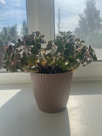 A potted succulent plant, identified as likely a Crassula ovata 'Gollum' or similar variety, is positioned on a windowsill. The plant exhibits fleshy, green leaves with reddish-pink edges and a slight fuzzy texture. It is contained within a ribbed, taupe-colored plastic pot. The background consists of a window with a view of trees and a bright sky. Sunlight casts shadows on the windowsill, creating a diagonal pattern across the surface. The scene is consistent with an indoor setting in Lyudinovo, Russia.