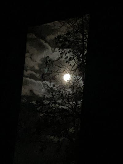 The media file captures a serene night scene, viewed as if through a window or opening, presenting a natural tableau from Ulukulevo, Russia. The central and brightest subject is a luminous, circular full moon, positioned in the upper-middle section of the visible frame. Its radiant glow cuts through the darkness, illuminating parts of the surrounding environment.

Silhouetted against the moonlight are numerous dark, intricate tree branches, some with visible foliage, which partially obscure the moon and the sky. These branches stretch across the visible area, creating a delicate, almost web-like pattern. Behind and around the branches and the moon, patches of soft, textured clouds or atmospheric haze are visible, bathed in the moon's light, creating a dreamy and somewhat ethereal backdrop.

The overall impression is one of deep night, with the moonlight being the sole significant light source. The scene appears calm and natural, lacking any human activity or discernible objects other than the celestial body, trees, and clouds. There is no visible text. The atmosphere is quiet, possibly suggesting clear air allowing the moon's brightness to penetrate the cloud cover.