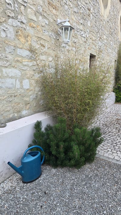 The image depicts an outdoor scene in the city of Macé, France. The background is dominated by a stone wall of a building, with a white outdoor lantern mounted on it. In front of the wall, there is a dense bamboo plant with thin, dry stems and sparse green foliage. In the foreground, a low, white concrete planter box runs along the wall. To the left, a blue plastic watering can rests on a gravel ground cover. Beside the watering can and the planter, a small, bushy green pine tree is visible. The ground is covered with small, light-colored pebbles. The scene appears to be a garden or courtyard area.