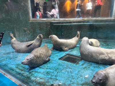 Six pinnipeds, likely harbor seals, are present in an indoor aquatic enclosure observed through a clear glass panel. The animals rest on a wet, textured, blue-green floor, designed with slight variations in elevation. A dark, square drain or access port is visible centrally in the floor. One seal in the bottom right foreground faces the viewer, while others are positioned in various resting states across the enclosure floor: one slightly to the left with its head partially raised, another further left propped on its front flippers with its head up, and two more in the mid-ground with their heads largely facing away or partially obscured.
Above the enclosure, through a large rectangular window, several human observers are visible in an adjacent viewing area. These individuals include both adults and children, some standing, others appearing to crouch or sit. One person on the far left is holding a smartphone, seemingly capturing an image or video. Reflections of these observers and the interior of the viewing area are also apparent on the main glass panel. The background of the human viewing area features warm, amber-toned lighting and a textured wall with faint Chinese characters visible.
The scene depicts an exhibit within a public aquarium or marine park, located in Shinan District, China.