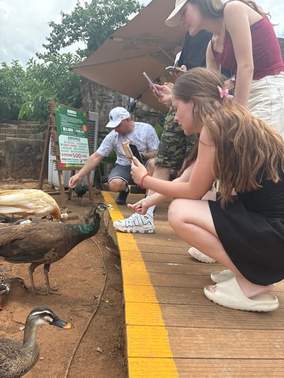 In Xiuying District, China, at what appears to be an outdoor animal feeding area, several individuals are interacting with birds. A man in a white t-shirt and a white baseball cap is crouched, holding a bag of food and extending his hand towards a dark-colored peacock or similar bird with iridescent green and blue neck feathers. Beside him, a young woman with long brown hair, wearing a black dress, is also crouching and appears to be feeding birds with her right hand. She has a pink butterfly clip in her hair. Another woman, wearing a burgundy tank top and white shorts, stands behind them, looking at her phone. A man in a camouflage shirt is visible behind the first woman. The ground is dirt, and a wooden boardwalk with a yellow stripe runs through the scene. Various birds, including ducks and at least one creamy-colored bird, are gathered around the people, some pecking at food. A sign with Chinese text is visible to the left of the scene. The sky is overcast.