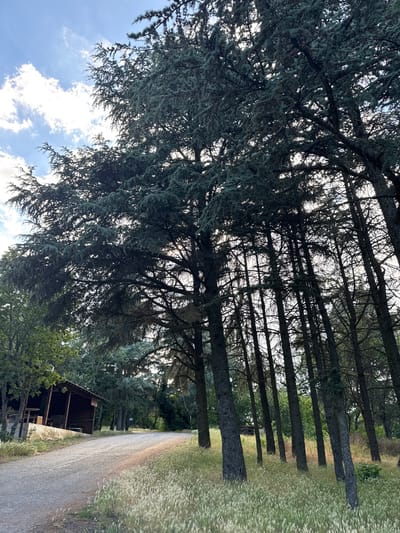This image captures a rustic scene in Pobeda, Bulgaria, likely during a clear day with sunlight filtering through the trees. The primary subjects are a dense line of tall trees with dark trunks and deep green foliage, casting shadows on a narrow, gravel road that runs alongside them. The road curves gently into the distance, suggesting a rural or secluded setting.
In the foreground and to the left, the branches of a large evergreen tree dominate the frame, its needles creating a textured canopy against a bright sky dotted with fluffy white clouds. The light filtering through the branches highlights the details of the needles and bark, and also creates a dappled effect on the ground.
To the right of the road, tall grasses or wild vegetation grow, adding to the natural, untamed feel of the location. Further down the road, nestled amongst the trees, is a small, wooden structure that appears to be a simple shelter or shed. Its dark wooden construction and open design suggest a utilitarian purpose, perhaps a resting spot or storage for outdoor equipment. The overall atmosphere is one of peacefulness and quietude, with the natural elements taking center stage. No people or specific activities are evident, but the scene evokes a sense of a tranquil day in the Bulgarian countryside.