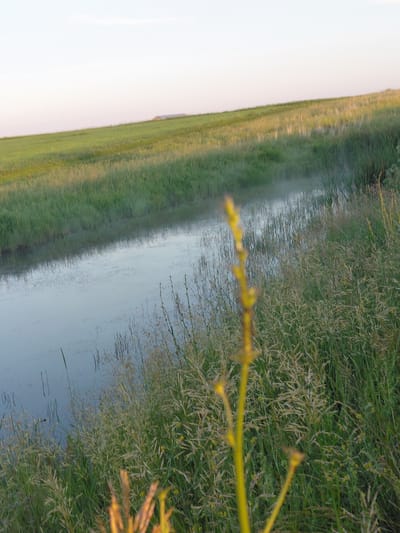 The image depicts a serene natural landscape, likely a rural area. A calm body of water, possibly a slow-moving stream or ditch, is visible, reflecting the sky and surrounding vegetation. The water is bordered by lush green grass and reeds, some of which are taller and appear to be reeds or cattails, while others are shorter grasses. A faint mist or fog hovers just above the surface of the water, creating a soft, ethereal atmosphere.
In the background, a gently sloping green field stretches towards the horizon, meeting a pale, almost cloudless sky. A subtle, distant hill or mound can be seen on the horizon. The overall impression is one of tranquility and natural beauty.
There are no people, buildings, or any signs of urban development in this particular frame. The foreground is dominated by a tall, thin, yellow plant stalk with small buds, out of focus, which adds a touch of color and texture to the scene. The lighting suggests it is either early morning or late evening, with the soft, diffused light characteristic of those times.
It is not possible to determine the exact location within Vozdvizhenka, Russia, based solely on this image.