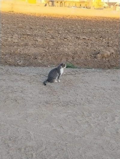 A tabby cat with grey stripes and white markings on its chest, paws, and face sits facing right in the foreground of the image. It is perched on a dry, light brown dirt path or ground, which appears somewhat gravelly. Its tail is curled around its side.
Behind the cat, the mid-ground features a large, irregular mound of dark brown, tilled earth or soil, indicating disturbed ground, possibly a field or a construction site. A small patch of green vegetation is visible at the base of this earthen bank, to the right of the cat.
In the distant background, under a bright, warm-toned sky that appears yellow or orange, several buildings are visible. These structures are somewhat indistinct but show architectural details like arches on one of them. The warm light suggests either sunrise or sunset. The overall setting is a dry, open area, likely rural or semi-rural, consistent with Lo Ferro, Spain.
The cat appears calm and observant, looking towards the right side of the frame. There are no other visible subjects, explicit activities, or discernible text. The weather is clear and dry.