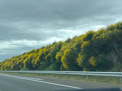 An overcast, grey sky looms above a roadside embankment lined with dense, dark green foliage heavily accented with numerous bright yellow flowers. A silver metal guardrail with red reflectors runs parallel to the asphalt road, separating it from the embankment. The scene appears to be a natural landscape adjacent to a road, likely in Troyanovo, Bulgaria, given the context.