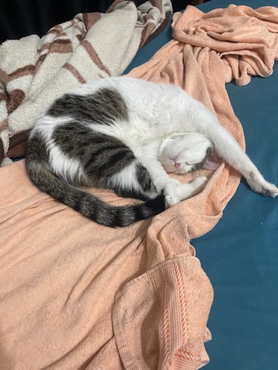 An overhead shot captures a domestic cat sound asleep, nestled amidst soft textiles. The cat, predominantly white with distinctive grey and brown tabby markings on its back, head, and bushy tail, is curled up in a relaxed posture. Its eyes are closed, and a small pink nose is visible, indicating deep slumber. One front paw is playfully stretched upwards, revealing delicate pink paw pads.
The feline rests primarily on a wrinkled, light peach-colored towel, which is draped over a blue or teal-colored fabric surface, likely a bed sheet or couch cover. To the bottom left, part of another soft blanket or towel with a white and brown geometric pattern is visible, adding to the cozy, layered arrangement. The scene suggests a peaceful moment, with the cat appearing utterly comfortable and content in its sleeping spot. There are no visible signs of human presence or activity, and no text is present in the image. The overall impression is one of domestic tranquility.