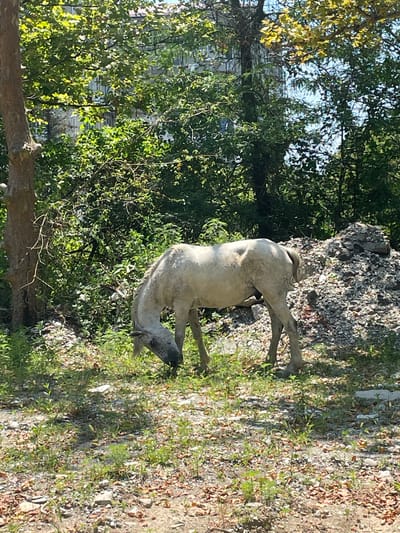 A solitary white horse is grazing in a patch of sparse vegetation, with its head lowered to the ground. The horse is positioned in the mid-ground of the image, with a pile of rubble to its right. Behind the horse and rubble is a dense backdrop of green foliage and trees, with a building partially visible through the leaves. The ground in the foreground is a mix of dry leaves, small stones, and some green shoots. The overall scene suggests an outdoor, possibly semi-urban or rural environment, likely within the city of Amzara, Abkhazia, given the context. The lighting indicates it is daytime with sunlight filtering through the trees, creating dappled shadows on the ground.
