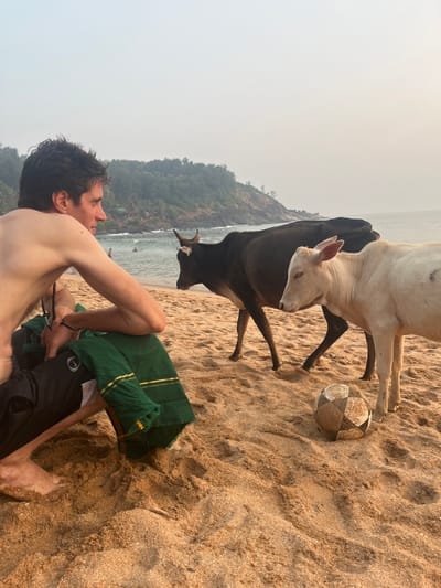 A coastal scene unfolds on a sandy beach in Gokarna, India, under a hazy sky. In the left foreground, an adult male with dark hair, shirtless, and wearing dark pants, sits directly on the golden-brown sand. He wears a dark beaded necklace and has a green garment with gold stripe detailing draped across his lap. His forearms rest on his knees, and he gazes towards the right side of the frame, past the animals.

In the mid-ground, two cows are depicted walking from left to right across the sand. The cow in the lead is light cream/white, while the cow behind it is dark brown/black with visible horns; both animals have their heads turned slightly towards the left. A partially deflated football, segmented with a metallic, possibly gold and silver, pattern, rests on the sand in the lower right, near the front legs of the white cow.

The background features a blue-green ocean with small breaking waves, where several indistinct human figures are visible swimming or wading. To the right, a heavily vegetated hillside or cliff extends into the sea, topped by a small structure with a reddish roof. The sky above is light and hazy.
