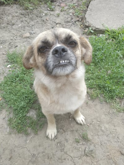 A small, light-colored dog with dark markings on its face and ears sits on a dirt path in an outdoor setting. The dog's mouth is open, revealing its teeth. Green grass grows to the right of the dog and in the background. A concrete slab is visible in the upper right corner. The ground is dry and cracked, with some small stones and dry vegetation scattered about. The overall impression is of a casual outdoor scene. No specific location in Ivanovskaya, Russia is indicated in the image.