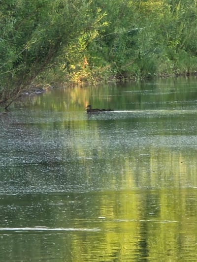 A single dark duck swims in the middle of a calm body of water, its reflection rippling on the surface. The water is partially covered in a light-colored, foamy material. Lush green trees with dense foliage line the left bank of the water, with branches reaching out over the water's edge. The right side of the water reflects the green trees and hints of sunlight. The scene appears to be a natural outdoor setting, likely in a park or rural area. There is no indication of Togashevo, Russia in the image.