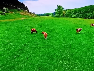 The image depicts a vibrant green pasture with several cows grazing. The landscape is gently sloped, with a wooded area forming a backdrop on the right side of the frame. A single tree stands prominently in the middle ground. The sky is bright and appears to be a clear day. There are no visible buildings or signs of human habitation within the immediate vicinity. The scene is peaceful and idyllic, suggesting a rural setting. It is not possible to determine the specific location in Olișcani, Moldova from the image alone.