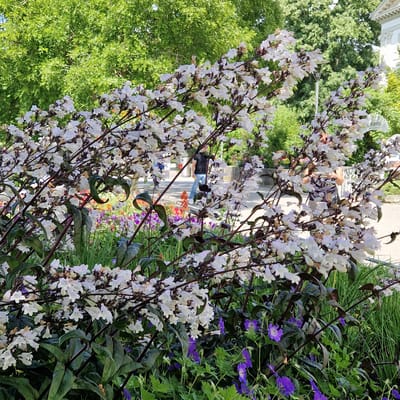 This media file depicts a vibrant garden scene with a focus on flowering plants. Tall, slender stalks with numerous small, white, bell-shaped flowers dominate the foreground, appearing in clusters along the stems. These are interspersed with dark green, elongated leaves. To the right of these prominent white flowers, there are patches of bright purple flowers, possibly geraniums, peeking through the greenery.
In the background, lush green trees create a soft backdrop. A pathway or walkway is visible behind the flowers, and a few people are present. One individual is sitting on what appears to be a bench or low wall, facing away from the camera. Another person is partially visible further down the path. The overall setting seems to be an outdoor garden or park.
The lighting suggests it is daytime, likely a bright day given the vibrancy of the colors and the clear visibility. There are no strong indications of specific weather conditions, but the lush foliage implies favorable growing conditions. The presence of people enjoying the garden suggests a peaceful and leisurely atmosphere.
There is faint, partially visible text on a white structure in the background, possibly a monument or sign, but it is illegible in this media file. The scene is characterized by natural beauty, with the delicate white blossoms and contrasting purple flowers offering a visually appealing display.