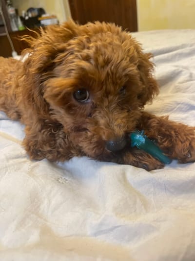 A close-up, slightly angled shot captures a small, fluffy, brown dog, possibly a poodle or a poodle mix, lying comfortably on white, wrinkled bedding. The dog has curly, reddish-brown fur and large, dark, expressive eyes that look directly towards the camera. It is actively engaging with a green, textured chew toy, which appears to be spiky or studded, held between its front paws or in its mouth.
The dog's head is tilted slightly, giving it a curious and content expression. The background on the left features a blurred section of a light yellow wall and some dark, indistinct objects, possibly furniture. The overall setting appears to be indoors, likely a home environment, with soft, diffused lighting. The image focuses predominantly on the dog and its interaction with the toy, conveying a sense of playful relaxation. No text is visible in the media file. The location depicted is Челопечене, Bulgaria.