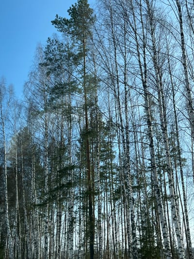The scene depicts a dense forest environment in Nekrasovo, Russia, primarily composed of a mix of deciduous birch trees and evergreen conifer trees, likely pines. Numerous tall birch trees with characteristic white and black patterned bark dominate the foreground and midground, their branches mostly bare, indicating a dormant season. Interspersed among the birches, and visible in deeper layers of the forest, are several conifer trees with dark green needles. The trees extend vertically, filling the majority of the frame from a low vantage point. Above the tree canopy, a clear, bright blue sky is visible, suggesting a sunny daytime condition. No individuals, animals, structures, or objects other than the trees are discernible in the image. No specific actions or interactions are taking place.