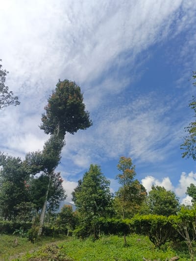 Green trees populate the landscape under a partially cloudy sky. A uniquely shaped tree with a curved trunk stands out on the left. The vegetation in the foreground is lush and green. In the distance, hints of a mountain peak peek through the trees. The sky is a mix of blue and white, with scattered clouds that create an interesting pattern.