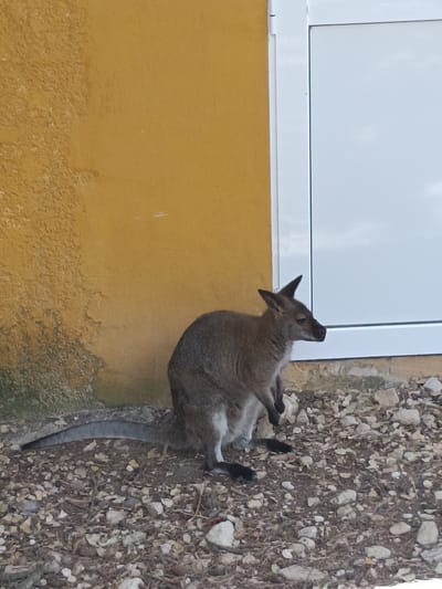 The image shows a wallaby standing on a rocky ground in front of a yellow wall and a white door. The wallaby is facing to the right and is looking down. Its fur is gray and brown, and it has a long tail. The yellow wall is textured and appears to be made of stucco. The white door is closed and has a modern design. The ground is covered with small rocks and pebbles. The scene appears to be outdoors. There is no indication of the location being in Penàguila, Spain.