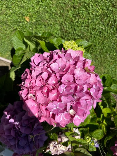 This media file captures a close-up view of several hydrangea blooms in varying shades of pink and purple, set against a backdrop of green grass and foliage. The scene appears to be outdoors, bathed in bright sunlight, suggesting it is daytime. The hydrangeas are the primary subjects, with a large, vibrant pink bloom dominating the center of the frame. Smaller clusters of purple and lighter pink hydrangeas are visible to the right and bottom of the frame, as well as some developing green buds to the left of the main pink bloom. The texture of the hydrangea petals is finely detailed, showing subtle variations in color and light. The green grass in the background is slightly out of focus, creating a shallow depth of field that emphasizes the flowers. There are also hints of larger green leaves belonging to the hydrangea plants. The overall impression is one of natural beauty and a pleasant, sunny day. No people or text are visible in the image. The location context indicates San Mateo, United States of America, which aligns with the visual cues of a garden setting.