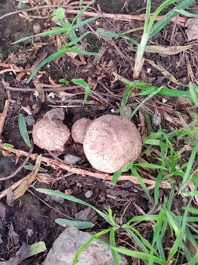 Three earthballs lie on the ground among dry twigs, grass blades, and dirt. The largest earthball is on the right, with a smaller one next to it. Another earthball is on the left. A gray rock is visible in the lower left corner. The grass is green, and the soil is dark. The earthballs have a rough, textured surface and are light brown.