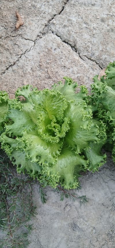 This media file is an overhead shot of a vibrant green lettuce plant growing in dry, cracked soil. The lettuce is a loose-leaf variety, with frilly, crinkled edges on its bright green leaves. In the background, the soil appears arid and shows distinct cracks, suggesting a dry environment. Sparse sprigs of a low-lying green herb, possibly rosemary due to its needle-like leaves and woody stems, are scattered around the lettuce and on the soil. A single, dried brown leaf rests on the cracked ground to the left of the lettuce. The lighting suggests it is daytime, with no strong shadows indicating a specific time. The scene is a close-up of a small patch of earth where the lettuce is thriving despite the dry conditions. There is no visible text in the image.