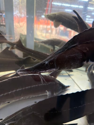 A close-up, eye-level, vertical shot captures several large, dark-colored sturgeon swimming in a tank filled with clear water. The fish are mostly submerged, with their long, pointed snouts and rough, scaled bodies clearly visible. The fish in the foreground, facing right, has its head and upper body prominent, revealing its distinctive whiskers and a speckled pattern on its snout. The background is blurred, showing more of the fish, the tank's glass wall, and what appears to be artificial lighting and possibly shelves or other displays in a retail environment. The overall impression is of a live fish display, likely in a market or specialized store. The image does not provide any visual cues to determine its specific location in Sokilnyky, Ukraine.