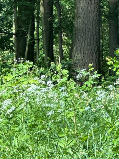 The image depicts a forest scene in Lukovnya, Russia, characterized by tall trees with rough bark and a dense undergrowth of green foliage and small white flowers. The sunlight filters through the trees, creating a dappled effect on the forest floor. No people or animals are visible in the frame.
