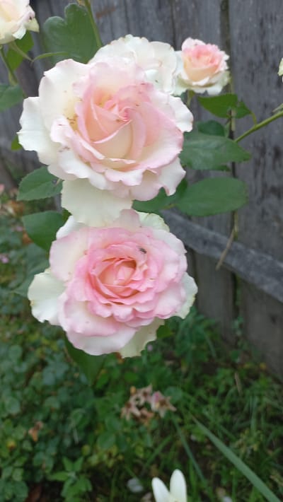 A close-up, vertical shot captures two light pink and white roses in bloom. The roses are the primary subjects, with their delicate petals unfurling. The top rose is slightly out of focus, while the bottom rose is sharper, revealing a small fly resting on its petals. The background consists of a weathered wooden fence and lush green foliage, suggesting an outdoor setting in a garden. The overall scene evokes a sense of natural beauty and tranquility, possibly in the village of Strashynski Sel'ski Sovet, Belarus, given the contextual hint.