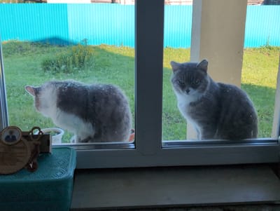 Two domestic cats are visible through a window. On the left, a gray and white cat is viewed from behind, facing away from the camera. On the right, a gray tabby cat with white markings on its chest and face is looking towards the camera. Both cats are indoors, with a view of a grassy area with a blue fence in the background, suggesting an outdoor environment. The cats are positioned on a windowsill or ledge. In the foreground, on the left side of the image, a light blue, woven plastic container and a decorative wooden object with a circular frame containing a small portrait are present. The scene appears to be in the city of Vyshki, Russia.