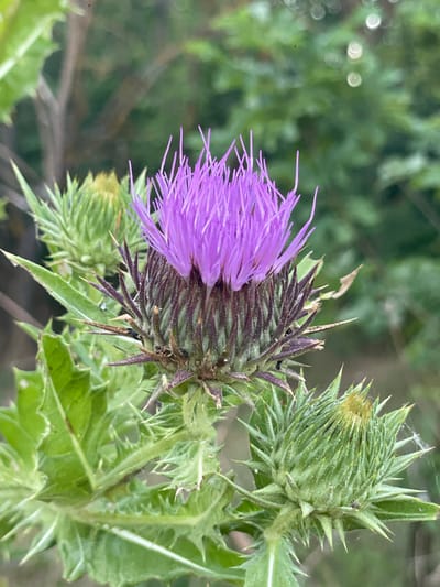 A close-up, eye-level shot captures a blooming purple thistle flower with spiky green leaves and unopened buds surrounding it. The background is a soft blur of green foliage and trees, suggesting an outdoor, natural setting. The image was taken in the vicinity of Staevtsi, Bulgaria.