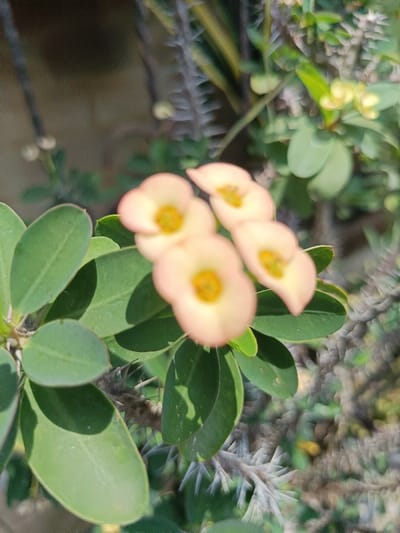 This image displays a close-up, top-down perspective of a flowering plant, specifically identified as a Crown of Thorns (*Euphorbia milii*), likely located outdoors in Ouderkerk aan de Amstel, Netherlands. The central subjects are four small, light peach to pale pink flowers, each possessing a distinct yellow center, arranged in a cluster towards the upper right of the frame. Below and surrounding these flowers are multiple oval-shaped, dark green leaves, some exhibiting shadows consistent with direct sunlight. The plant's stems are visible, characterized by numerous sharp, greyish-white thorns. The background is significantly blurred, featuring indistinct green foliage and a lighter, out-of-focus surface in the upper left portion of the image. No people, animals, or discernible man-made objects are present. The scene is illuminated by natural light.