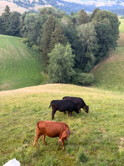 An outdoor, elevated, medium shot captures a pastoral scene with three cows grazing on a grassy hillside in Ufhusen, Switzerland. In the foreground, a reddish-brown cow stands facing left, its head down as if to graze. Behind it, two black cows are also grazing, one slightly in front of the other and angled towards the right. The grass in the immediate foreground is a mix of green and dry, straw-like stalks.
The middle ground features a sloping green pasture, with distinct mown sections indicating agricultural activity. Further up the hillside, a dense line of dark green trees forms a boundary. The background reveals a rolling landscape characterized by undulating hills covered in a patchwork of green fields and darker patches of forest, with distant hazy hills and a smattering of buildings visible on the horizon. The overall impression is one of a tranquil rural environment.